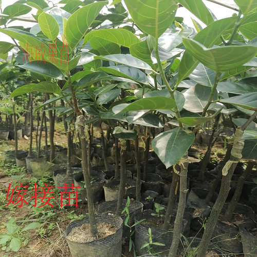 耐寒木菠萝树苗黄肉砂糖广西嫁接苗干包带土金包湿包菠萝蜜果包邮 - 图3