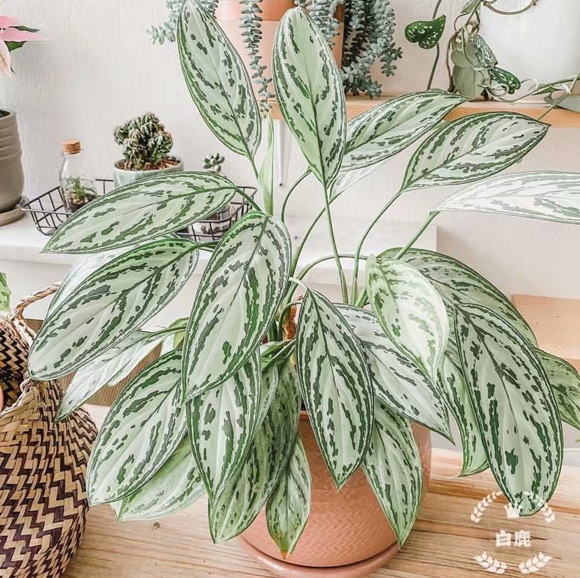 欧美室内网红盆栽银皇后粗肋草Aglaonema commulatum超大盆-图0