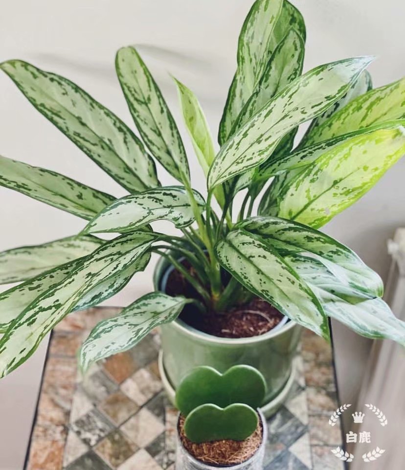 欧美室内网红盆栽银皇后粗肋草Aglaonema commulatum超大盆-图2