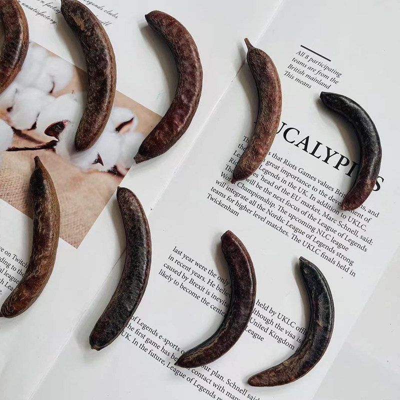 【皂荚果】植物标本果实果壳 创意复古干花环相框diy材料 幼儿园,淘宝优惠券,粉丝福利购,淘宝优惠卷