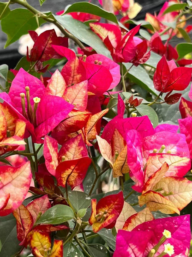 三角梅多品种袋苗包对版包到货鲜活不包后期养护不甜西瓜橙九月,淘宝优惠券,粉丝福利购,淘宝优惠卷