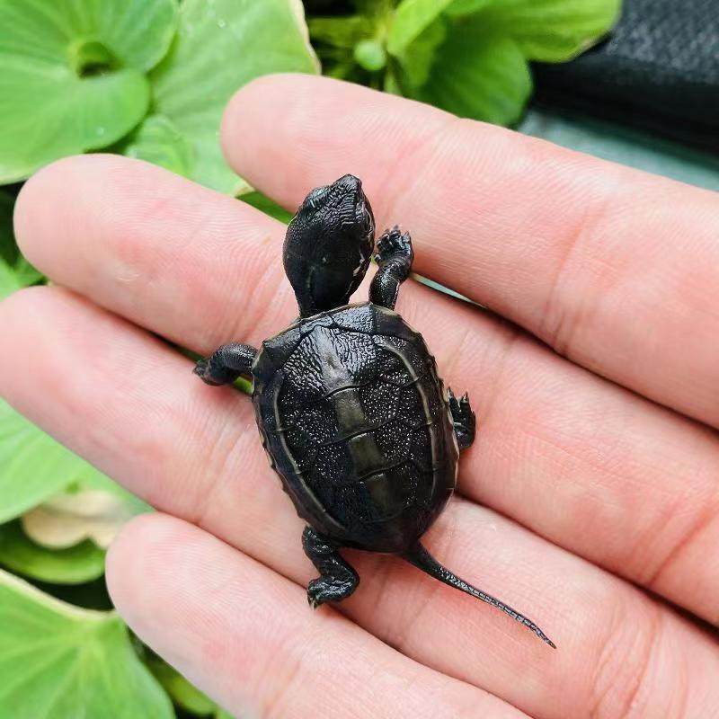 顶墨苗活体小乌龟黑腹全墨情侣草龟宠物外塘深水龟冷水观赏小龟苗,淘宝优惠券,粉丝福利购,淘宝优惠卷