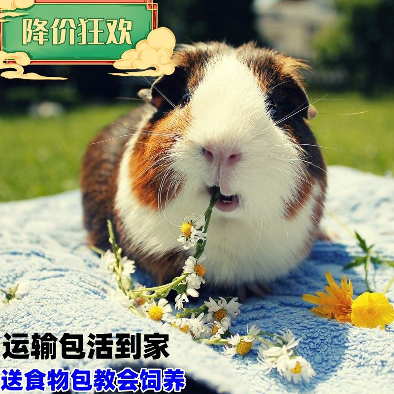荷兰猪活物豚鼠幼崽公仔宠物活体幼鼠荷兰鼠天竺鼠小宠荷兰豚鼠兔,淘宝优惠券,粉丝福利购,淘宝优惠卷