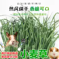 麦草道具 新人首单立减十元 21年9月 淘宝海外