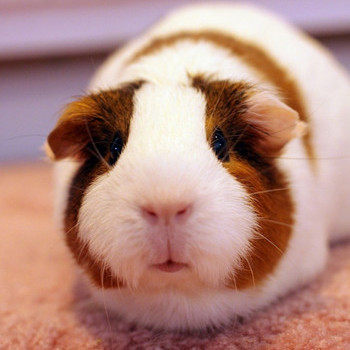 荷兰猪活物带笼豚鼠公仔活体已打疫苗天竺鼠彩豚家养鼠兔家养繁殖,淘宝优惠券,粉丝福利购,淘宝优惠卷