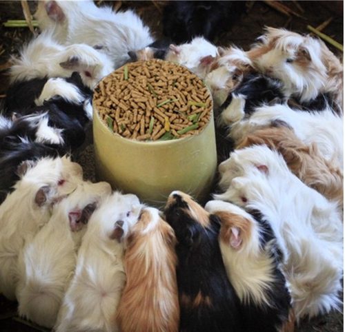 兔粮荷兰猪饲料幼兔干粮豚鼠成年兔主粮零食宠物粮食兔粮食天竺鼠 - 图1