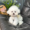 Five Little White Bears Original Pet Clothes Spring and Summer New Lace Princess Dress Dog Cat Wedding Dress Skirt