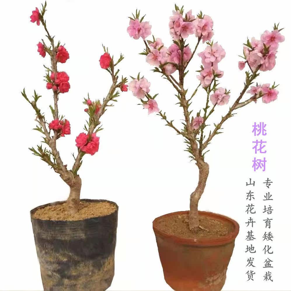 桃花盆栽带花苞老桩苗重瓣寿星桃树盆景室内外庭院观赏树活苗植物