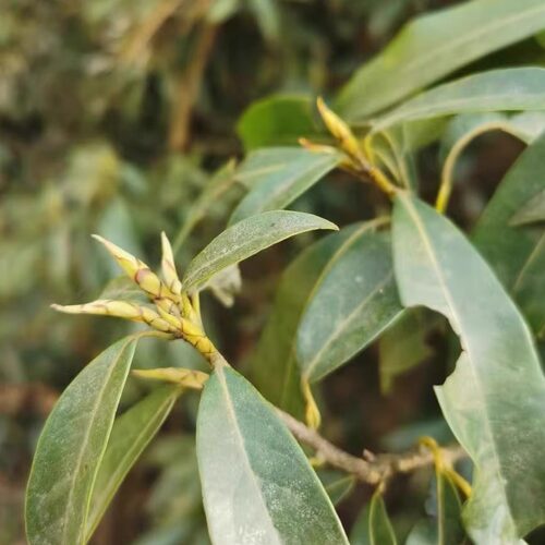 新品白茶头茬老鹰茶野山采摘茶叶青川老阴茶明前头茬新茶嫩芽250g - 图0