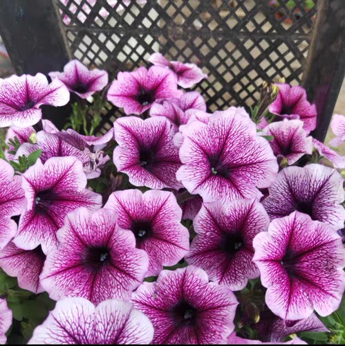 进口垂吊超级矮牵牛花苗盆栽花卉阳台庭院四季观花爆盆超级植物 - 图1