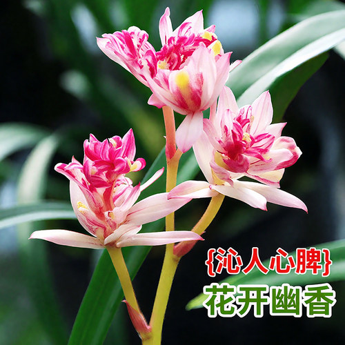 兰花苗盆栽 建兰红富山奇蝶 夏带花苞出售好养花卉四季室内好养 - 图0