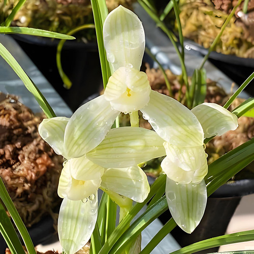 莲瓣兰永怀素兰花盆栽室内外办公室阳台特香绿植花卉精品兰花苗 - 图1