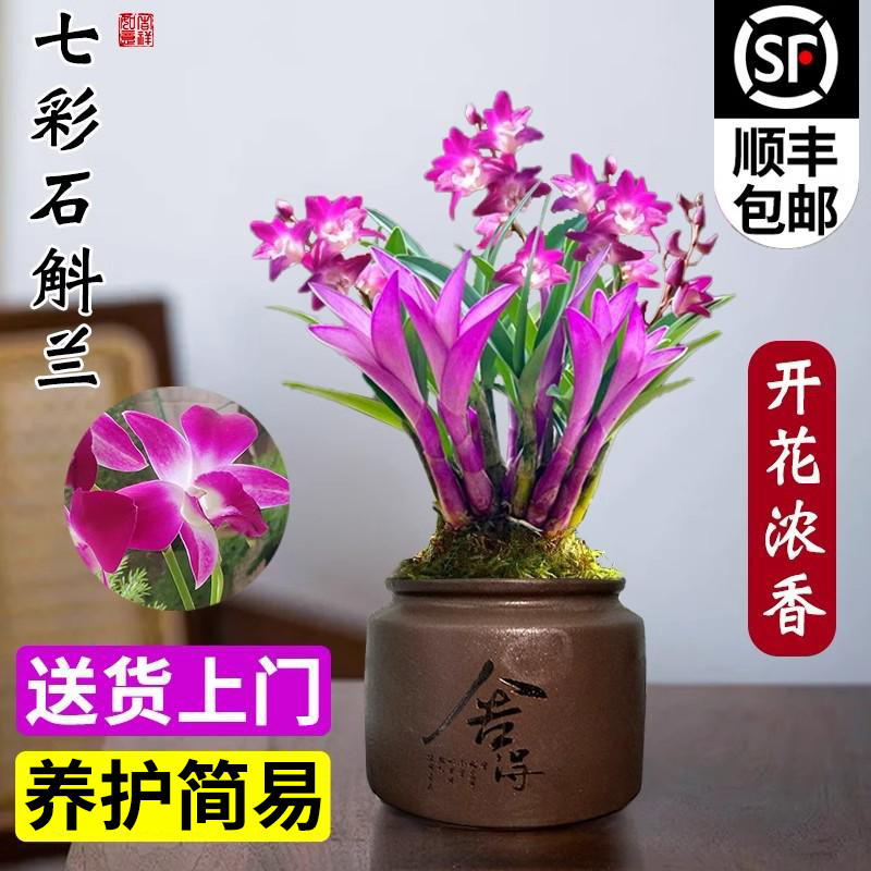现带花七彩香水石斛兰花四季好养绿植浓香型石斛改善睡眠净化空气,淘宝优惠券,粉丝福利购,淘宝优惠卷