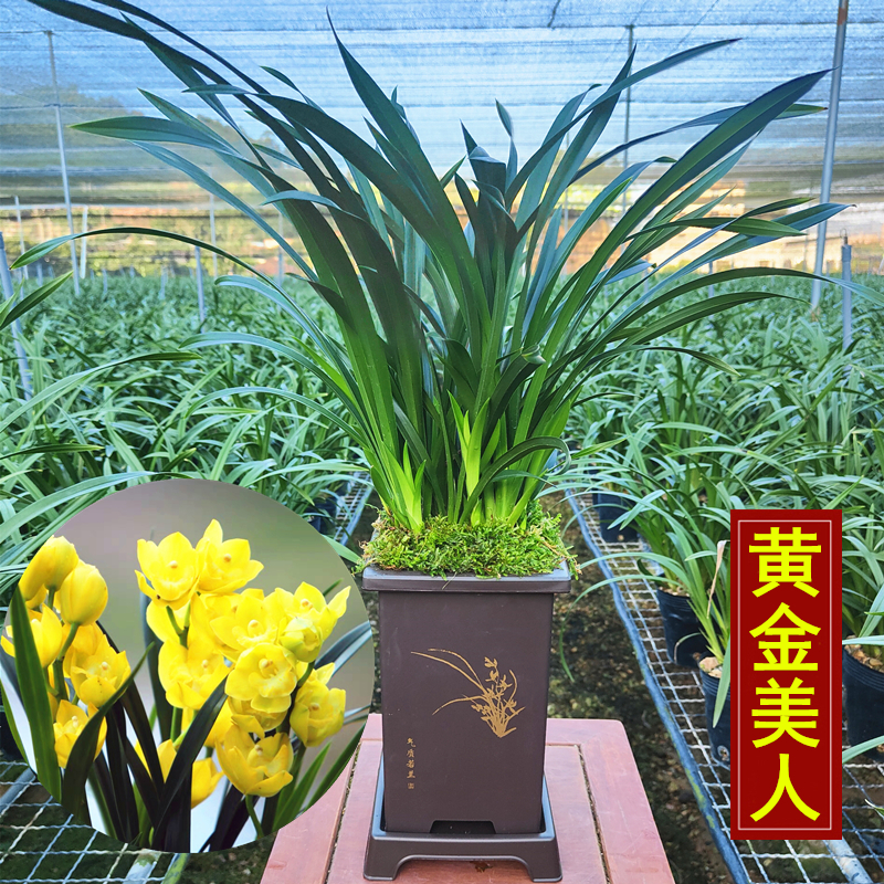 超香型四季兰花苗【黄金美人】夏带花苞浓香大花朵花卉绿植盆栽 - 图2