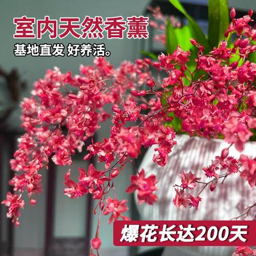 【20苗】香水文心兰盆栽冬带花苞梦香兰精品兰花苗名贵花卉 - 图1