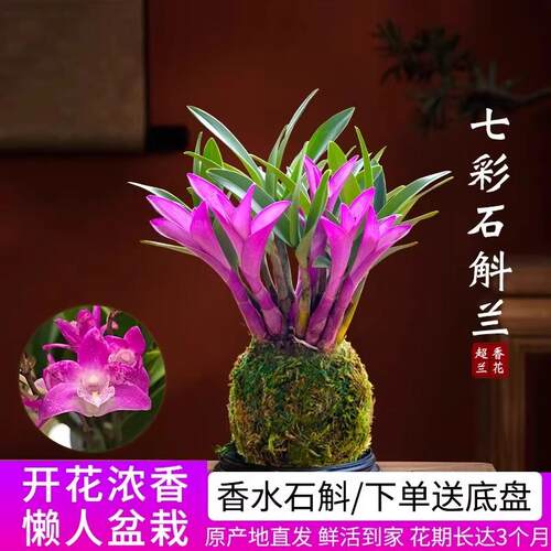 七彩香水石斛兰花四季兰好养绿植浓香型石斛现带花绿植净化空气 - 图1