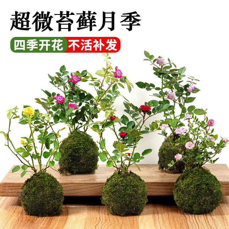超微水培姬月季四季开花卉阳台桌面迷你小盆栽水中美人苔藓球植物,淘宝优惠券,粉丝福利购,淘宝优惠卷