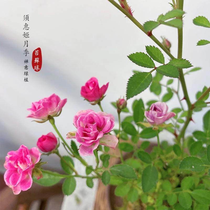 超微水培姬月季四季开花卉阳台桌面迷你小盆栽水中美人苔藓球植物,淘宝优惠券,粉丝福利购,淘宝优惠卷