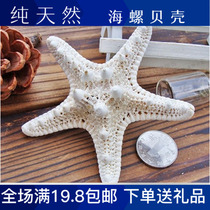 Full 19 8 Yuan natural Sea Star King Star Steamed Buns Sea Star Shells Mediterranean Props Terrace Decorations