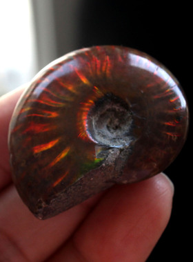 天然斑彩螺化石吊坠菊石化石实物