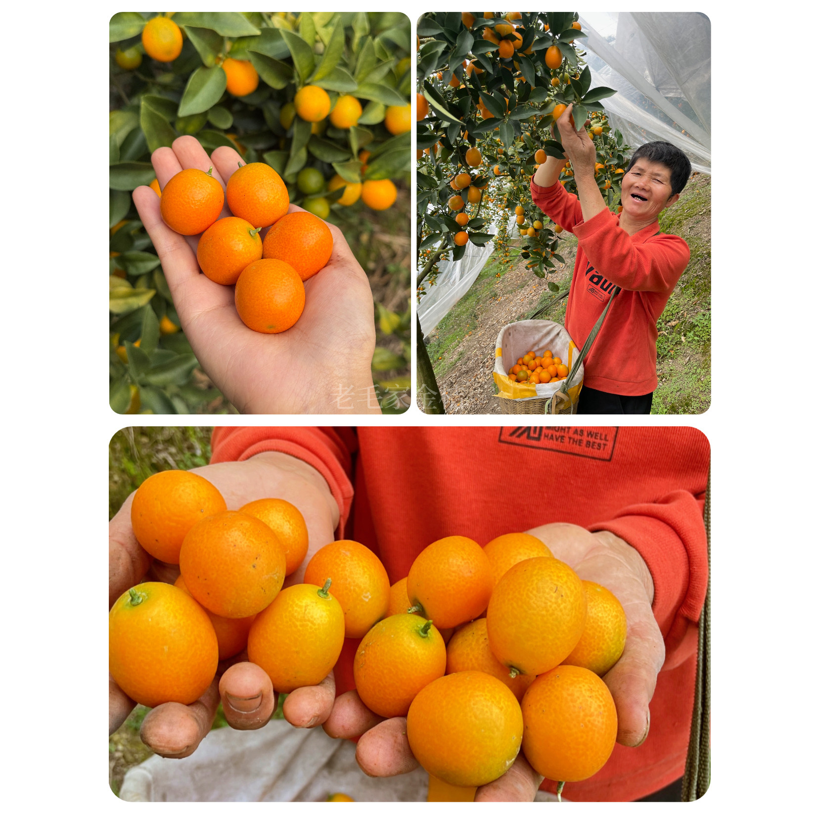 广西桂林阳朔油皮金桔新鲜金桔水果老品种酸甜大果特产顺丰包邮