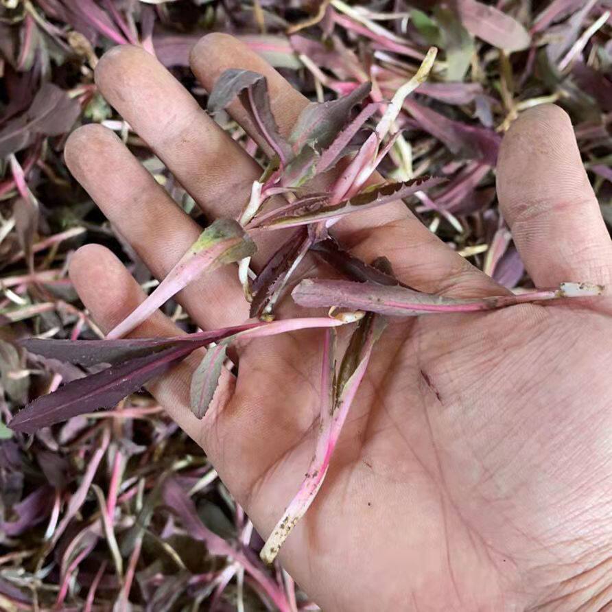 东北现挖新鲜曲麻菜蒲公苣荬菜侵麻菜纯天然生长500克包邮顺丰鲜