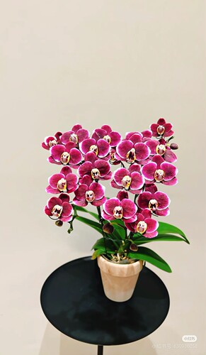 蝴蝶兰幼苗1.7寸杯盆栽新品种花卉 室内客厅桌面装饰绿植花卉盆栽 - 图1