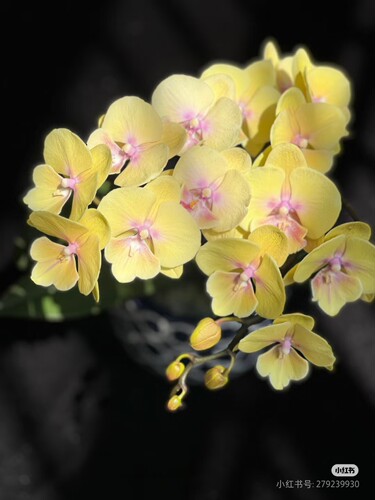 蝴蝶兰幼苗1.7寸杯盆栽新品种花卉 室内客厅桌面装饰绿植花卉盆栽 - 图2