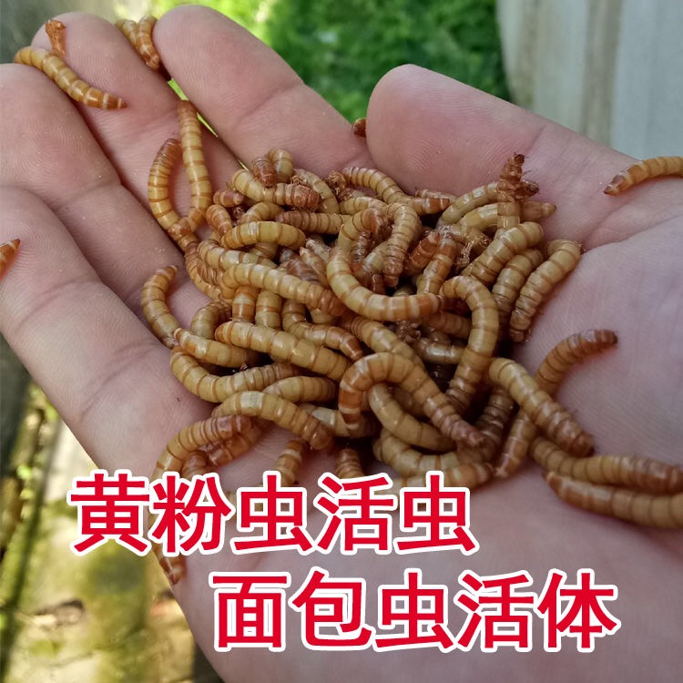 面包虫活体黄粉虫活虫鹦鹉鱼乌龟金龙鱼画眉鸟石蛙饲料引种包邮 - 图1