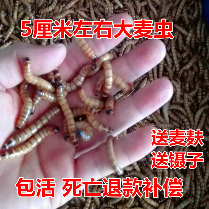 大麦虫活体超级面包虫龙鱼乌龟八哥画眉蜥蜴蜘蛛守宫宠物饲料包邮,淘宝优惠券,粉丝福利购,淘宝优惠卷