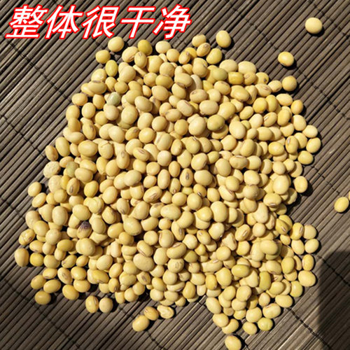 苏北黄豆 老品种椭圆形白皮黄豆 打豆浆豆花豆腐专用豆高蛋白大豆 - 图2