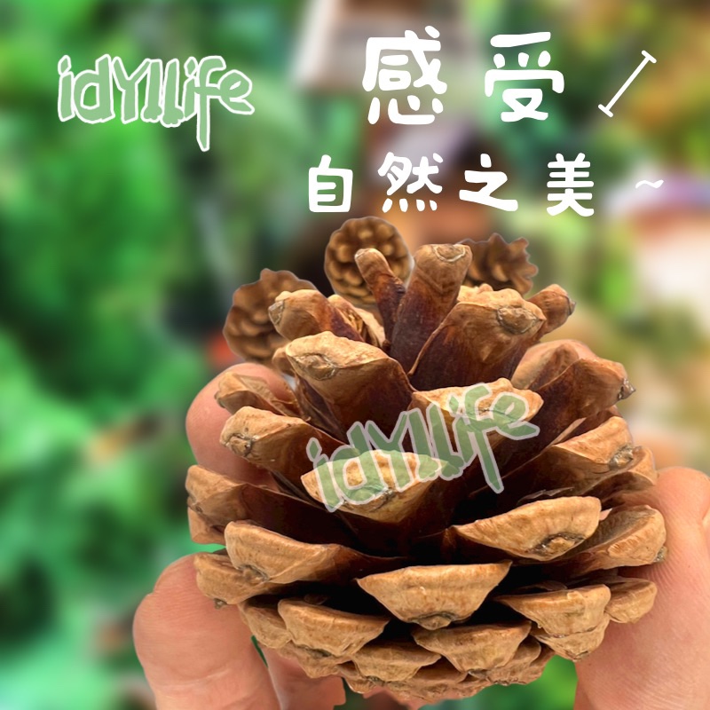 天然松果填充物昆虫屋用手工制作材料搭建物原料松树松子油松松花-图1