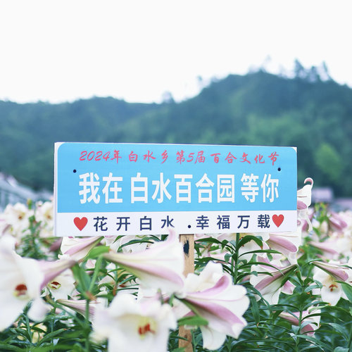 新江西万载白水百合花干每包1两食用百合花干泡茶纯天然食品 - 图1