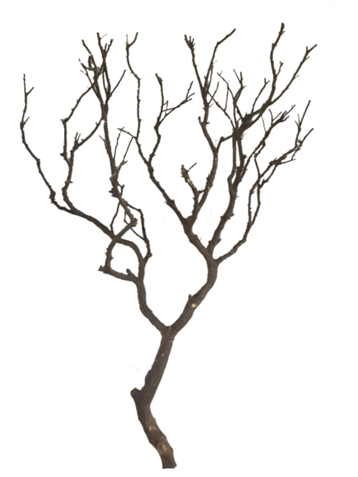 装饰造型树实木去皮原色枯树干枝树干创意橱窗饰品落地摆件干树枝 - 图2