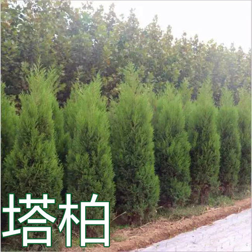 塔松 墓地松 松树苗 扫墓松柏 塔柏 桧柏 柏树蜀桧宝塔松 柏树苗 - 图2