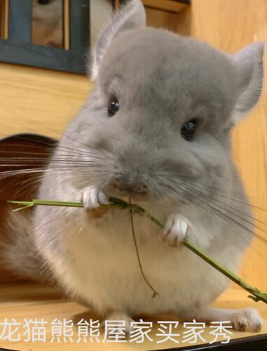上海家庭繁殖龙猫活体宠物标灰公仔亲人2个月活物纯白紫灰丝绒黑 - 图3