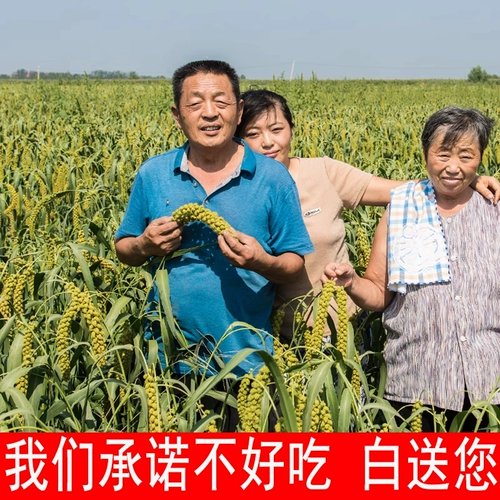 [10 фунтов] Новый рис nu xiang shandong longshan xiaomi -фат каша маленькая желтая маттер