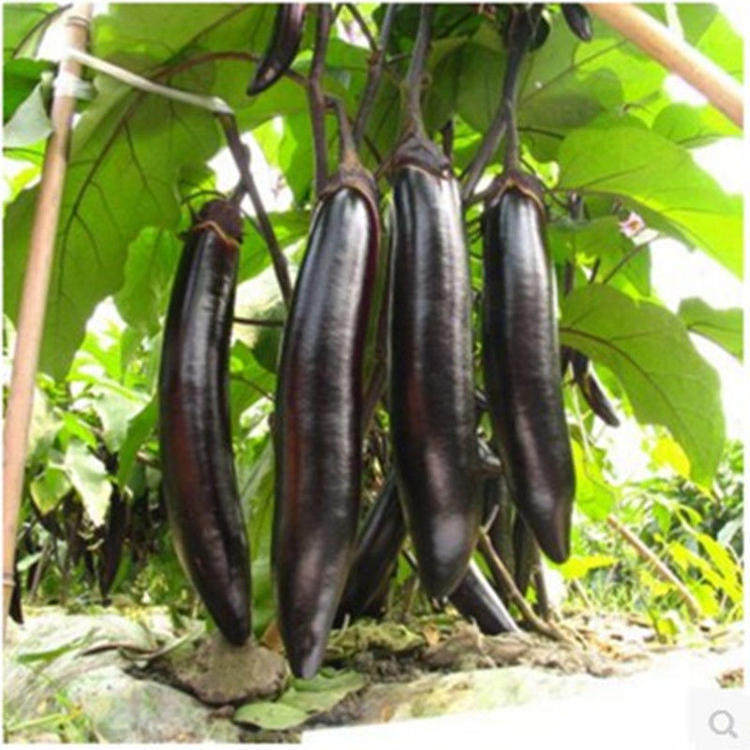 黑豹长茄子种籽种子苗圆黑紫色长茄特大嫁接种苗四季盆栽蔬菜孑秧,淘宝优惠券,粉丝福利购,淘宝优惠卷