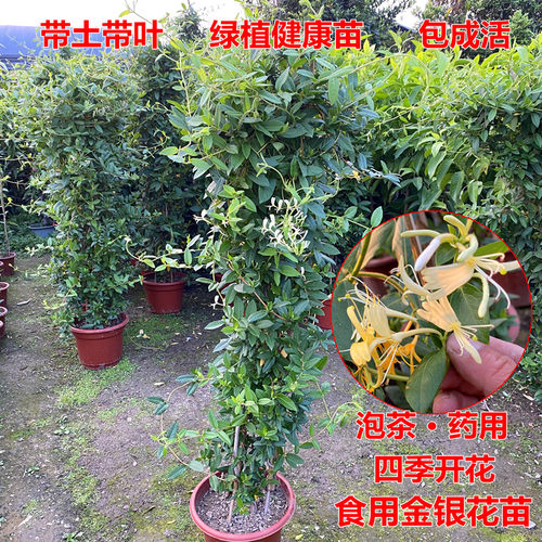 可食用金银花树苗盆栽白红金银花苗攀援绿植庭院爬藤植物四季开花 - 图0