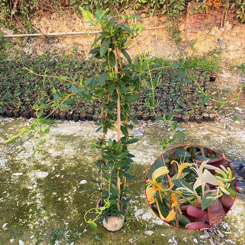 可食用金银花树苗盆栽白红金银花苗攀援绿植庭院爬藤植物四季开花 - 图1