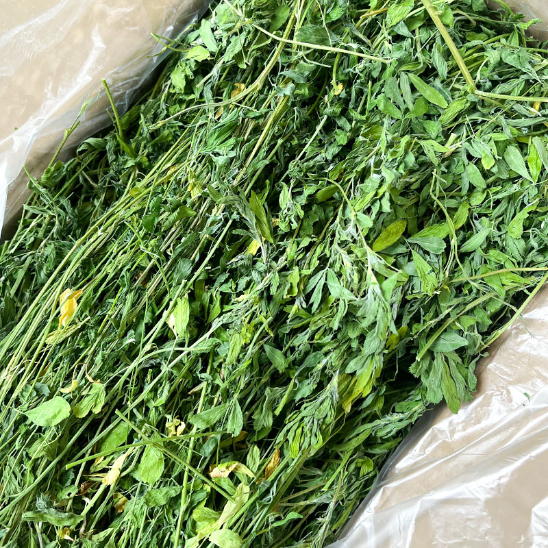 苜蓿草兔子粮草苜蓿草食用草兔粮龙猫粮食粮草干草荷兰猪苜宿草 - 图1