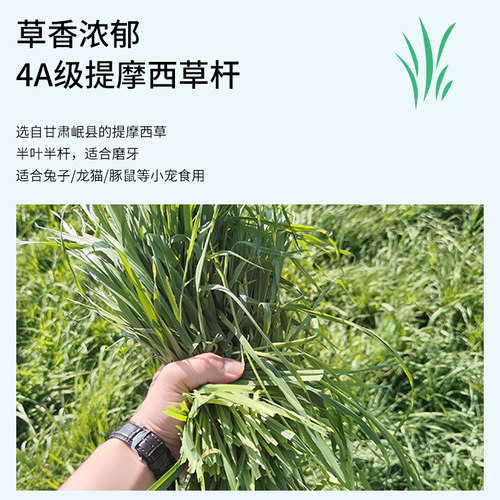 4A级烘干提摩西草杆半叶半杆适合挑嘴兔兔豚鼠龙猫干草北提500g - 图2