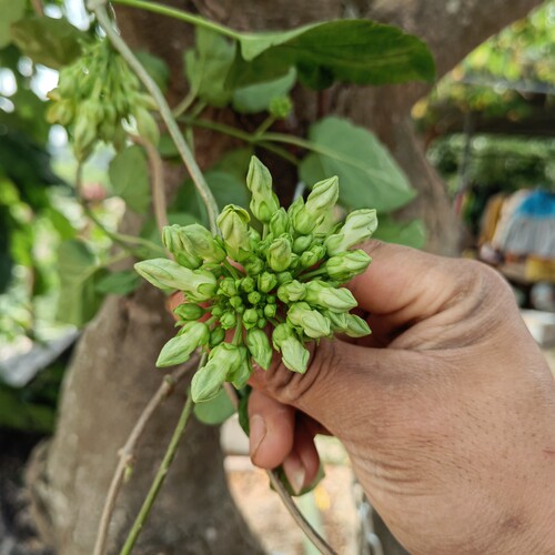 食用夜香花千里香夜兰花阳台楼顶爬藤植物   广西南宁基地直发 - 图2