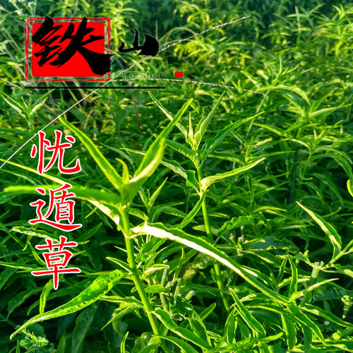 铁山马来西亚直立蔓生黑面将军脆叶马兰建议搭配忧遁草尼基罗草用 - 图1