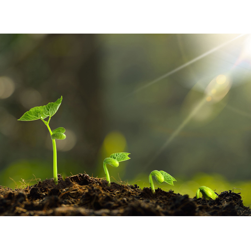 兴农特优根 10%腐植酸钾瓜果蔬菜促进植物生根壮根土壤改良冲施肥 - 图1