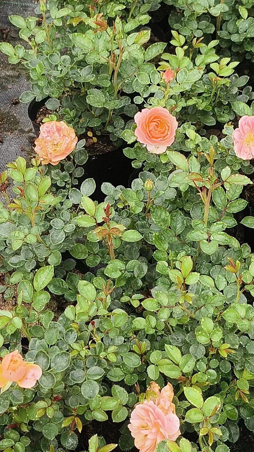 【沙海园艺】果汁阳台月季盆栽勤花多季节开花植物庭院玫瑰盆栽,淘宝优惠券,粉丝福利购,淘宝优惠卷