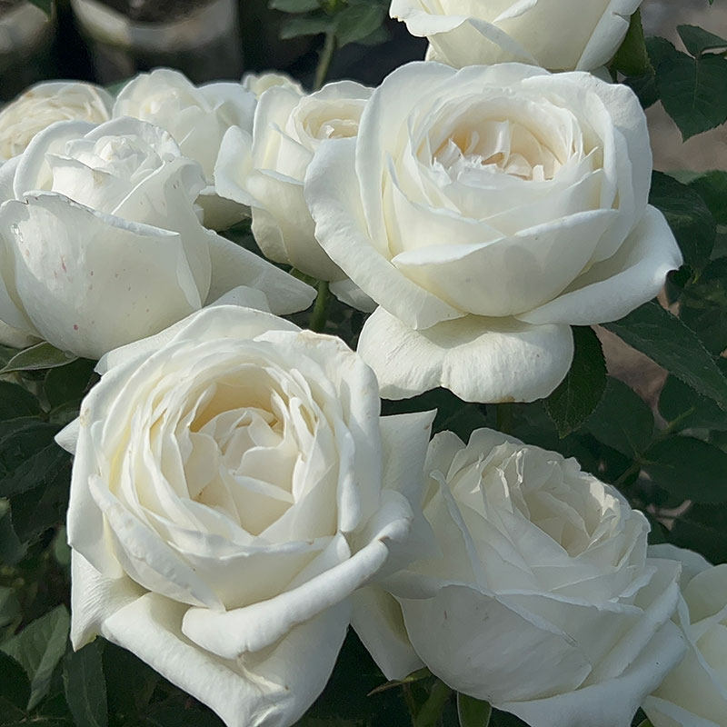 婚礼之路 日本月季 抗病性好 直立 特别浓香 大花 盆栽地栽花卉,淘宝优惠券,粉丝福利购,淘宝优惠卷