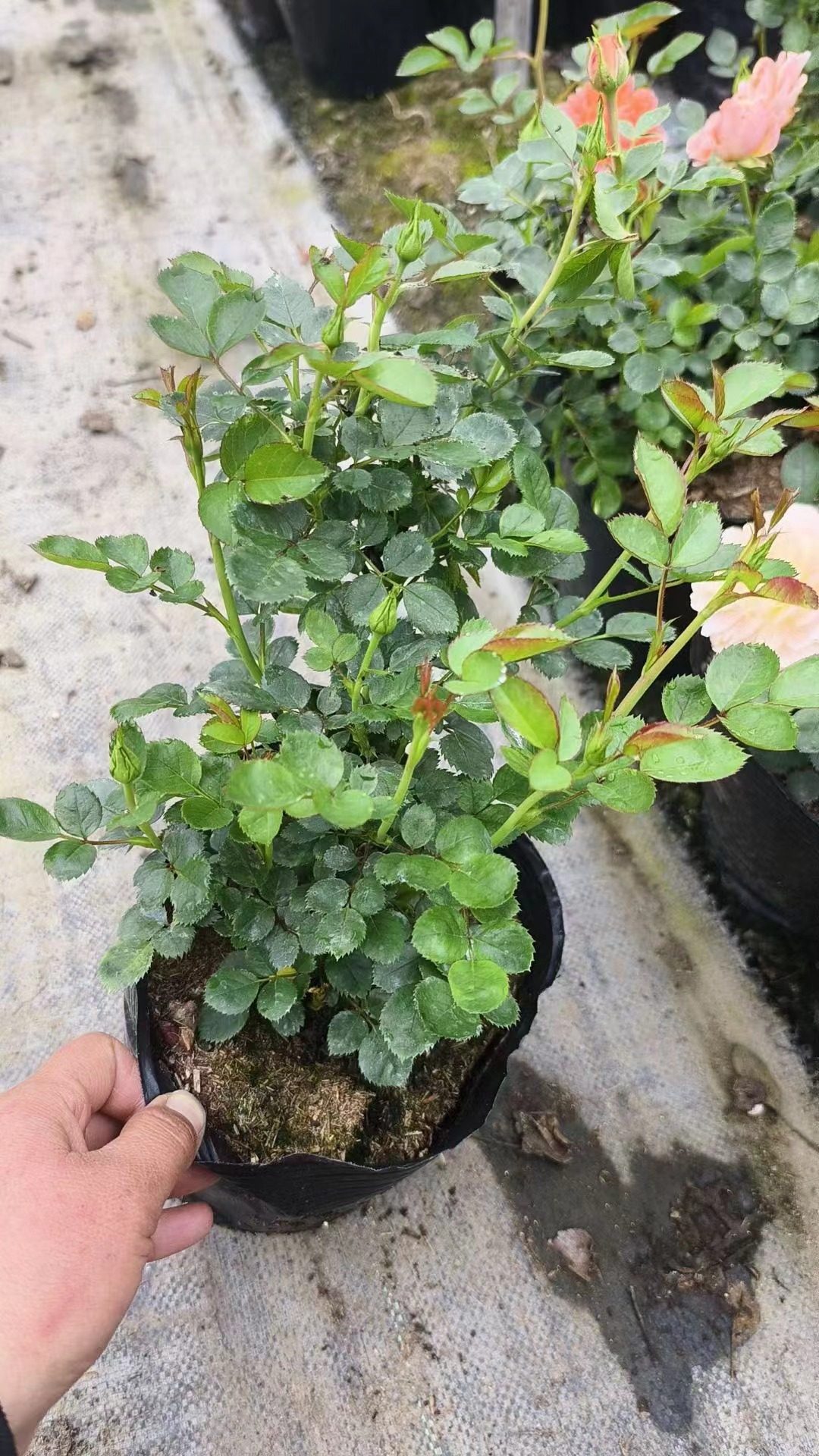 【沙海园艺】果汁阳台月季盆栽勤花多季节开花植物庭院玫瑰盆栽,淘宝优惠券,粉丝福利购,淘宝优惠卷