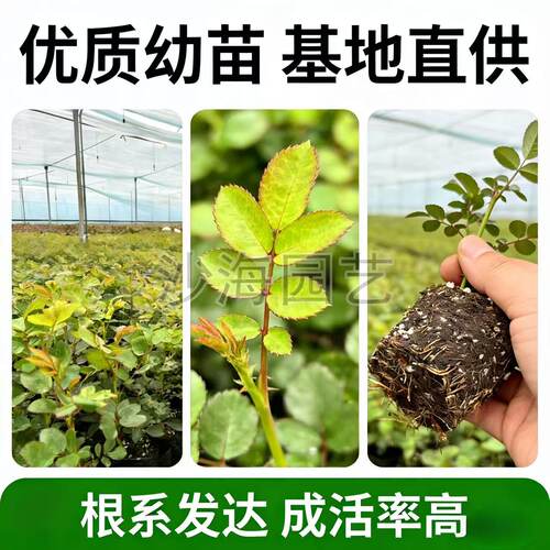 藤本月季花苗蒂娜 粉龙 樱霞开花绿植庭院盆栽多季好养花卉爬藤 - 图1