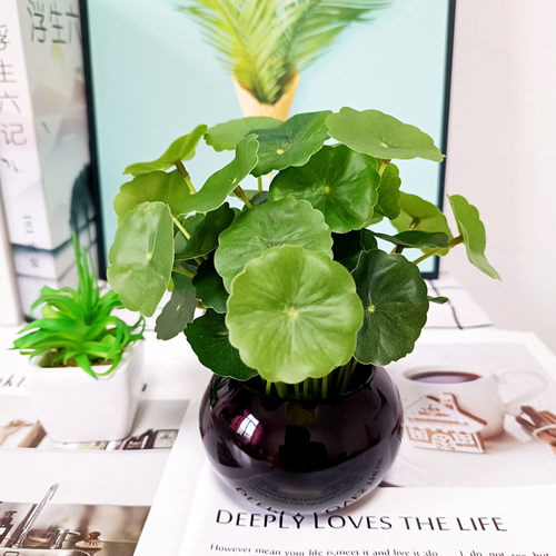 仿真花清新绿植盆栽 金钱叶 鱼缸塑料假草 铜钱草小荷叶 花艺套装 - 图1